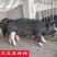 英格兰巴克夏公猪母猪巴克夏仔猪苗