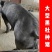 英格兰巴克夏公猪母猪巴克夏仔猪苗