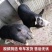 英格兰巴克夏公猪母猪巴克夏仔猪苗