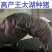 英格兰巴克夏公猪母猪巴克夏仔猪苗