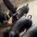 英格兰巴克夏公猪母猪巴克夏仔猪苗