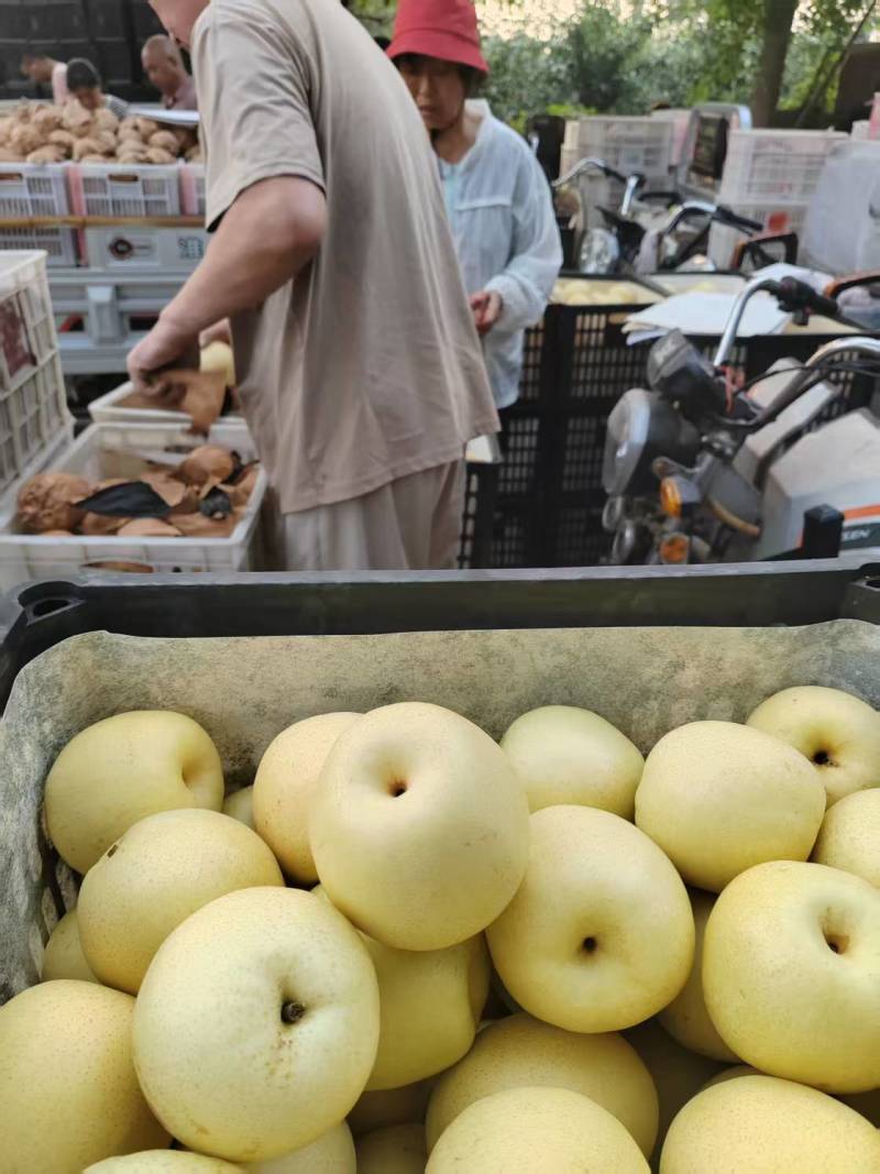 白皇冠梨砀山产地货源充足对接商超品质市场