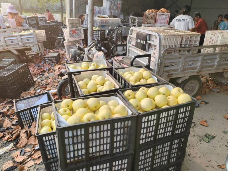 白皇冠梨砀山产地货源充足对接商超品质市场