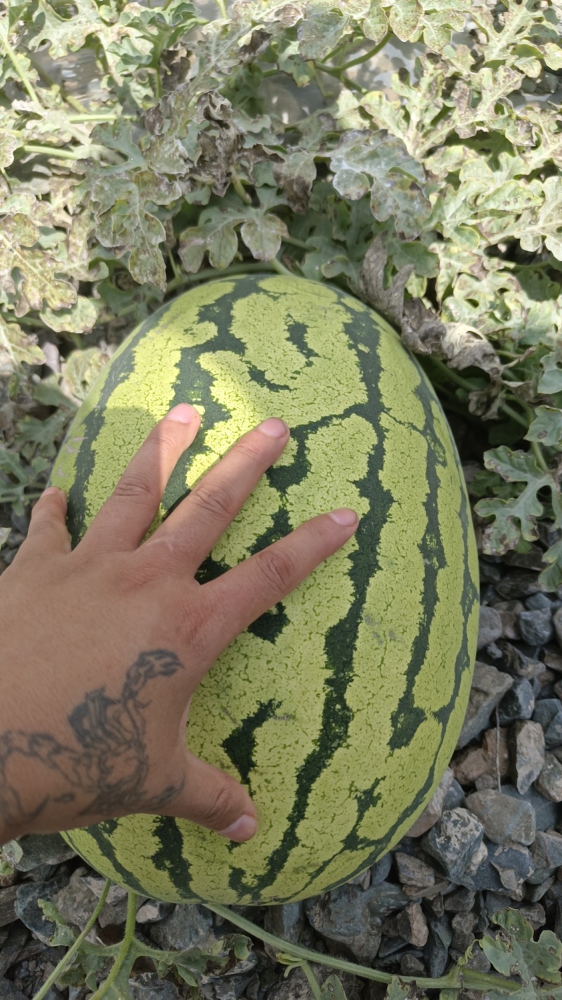 宁夏硒砂瓜，大山里面的西瓜就是甜，目前可以大量供应各种商