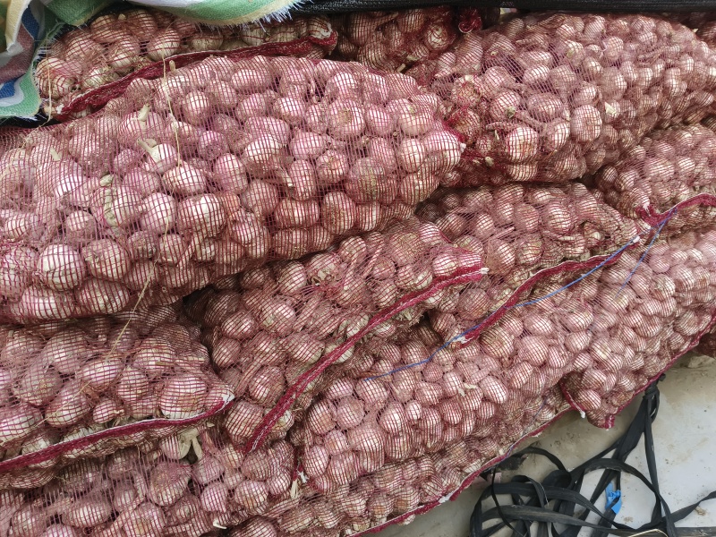 山东大蒜