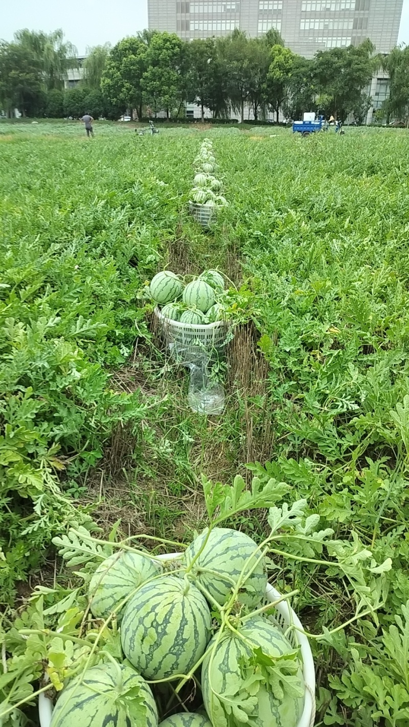 上海8424露天头茬瓜，七毛一斤，保质保量，大批量上市