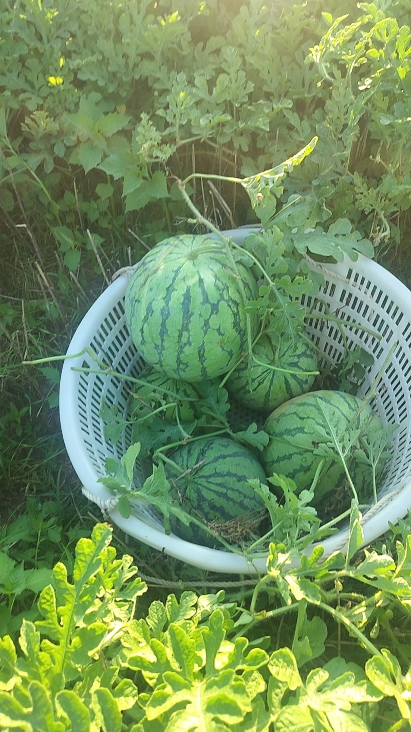 上海8424露天头茬瓜，七毛一斤，保质保量，大批量上市