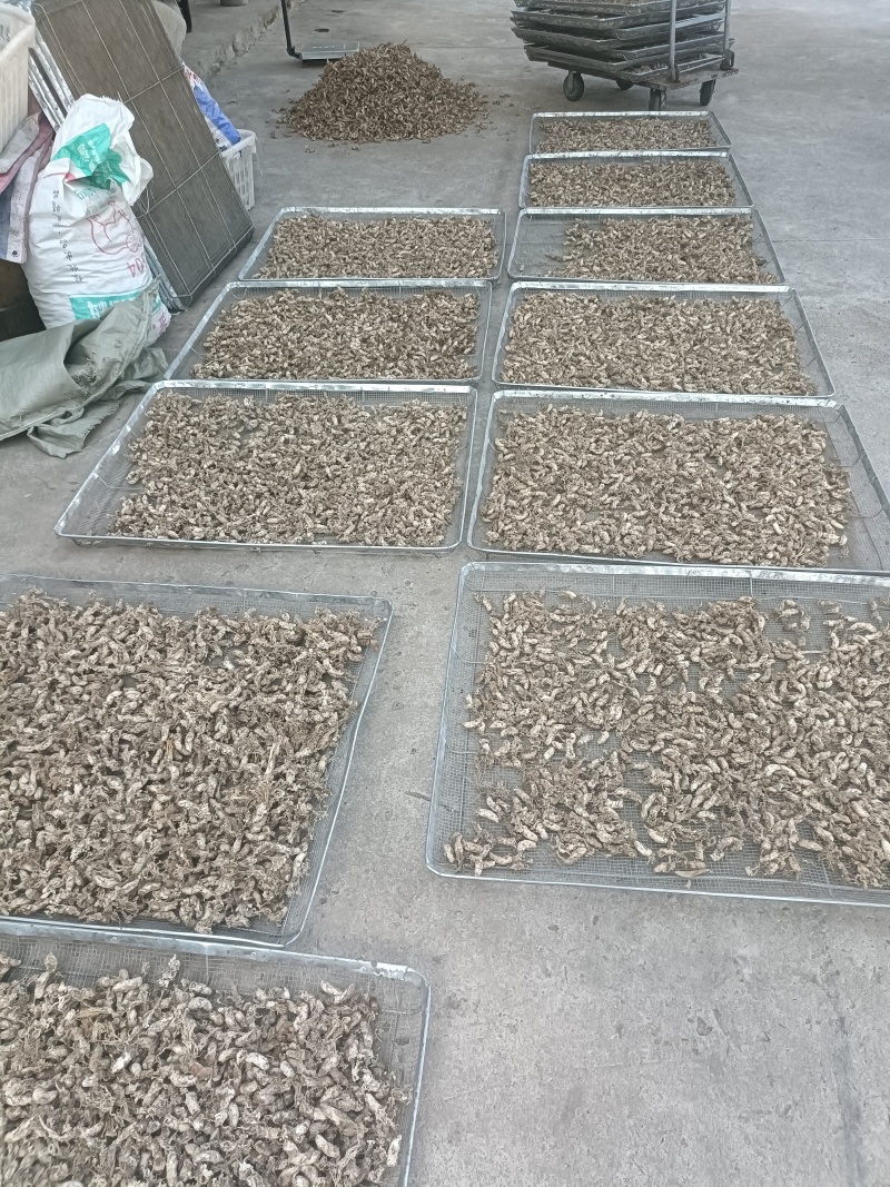 【包邮】金蝉花严格筛选品质无忧支持一件代发