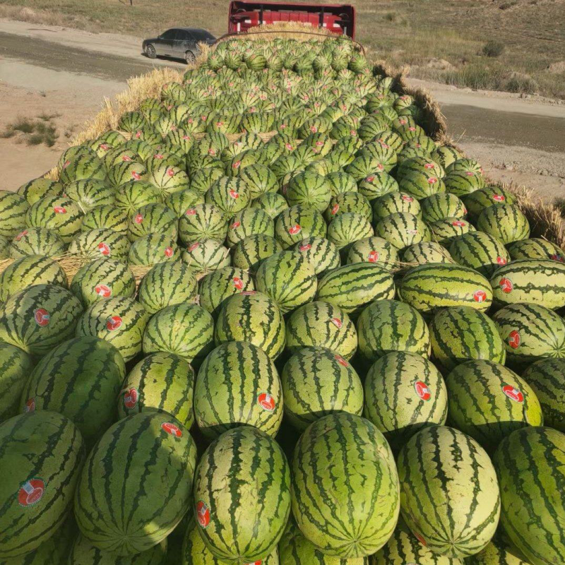 宁夏硒砂瓜，大山里面的西瓜就是甜，目前可以大量供应各种商