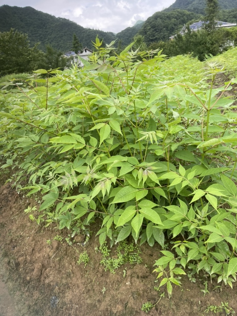 黄柏树苗