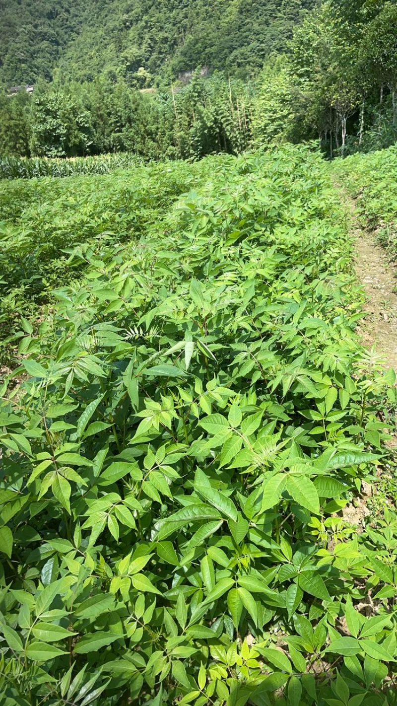 黄柏树苗