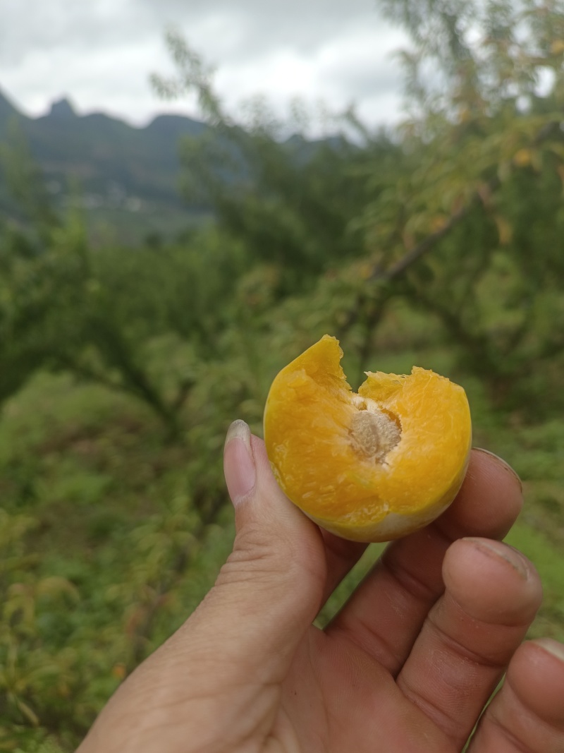 贵州六马峰糖李