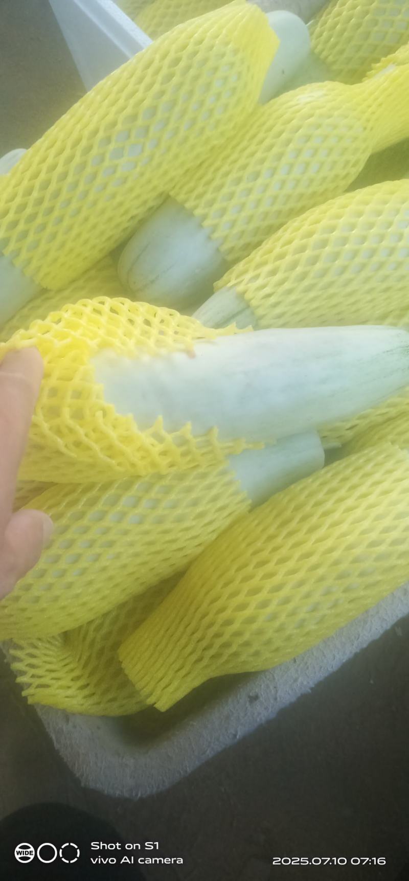 博洋甜瓜，可对接商超，电商批发市场，大量有货