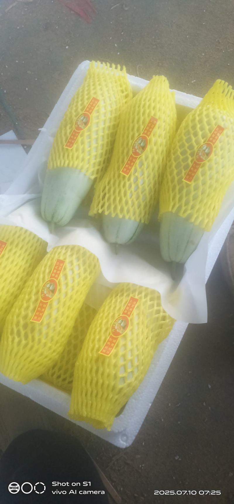 博洋甜瓜，可对接商超，电商批发市场，大量有货
