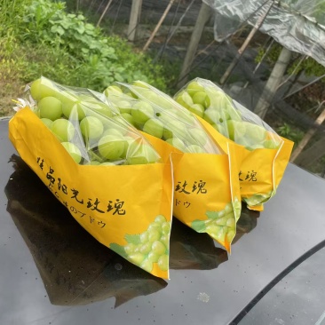 阳光玫瑰葡萄推荐嘉兴海盐县葡萄果园直发团购