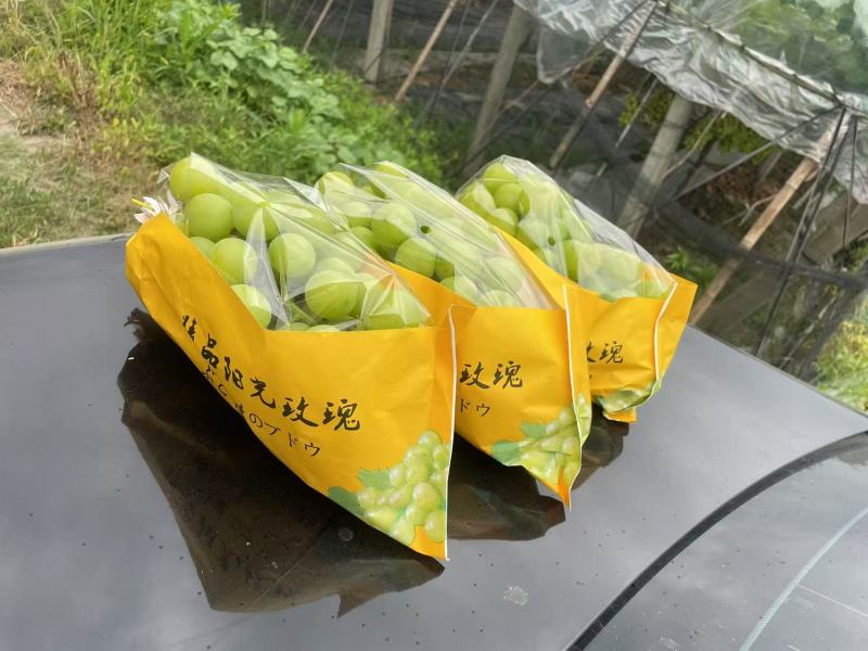 阳光玫瑰葡萄推荐嘉兴海盐县葡萄果园直发团购