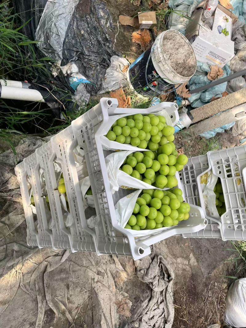 阳光玫瑰葡萄推荐嘉兴海盐县葡萄果园直发团购
