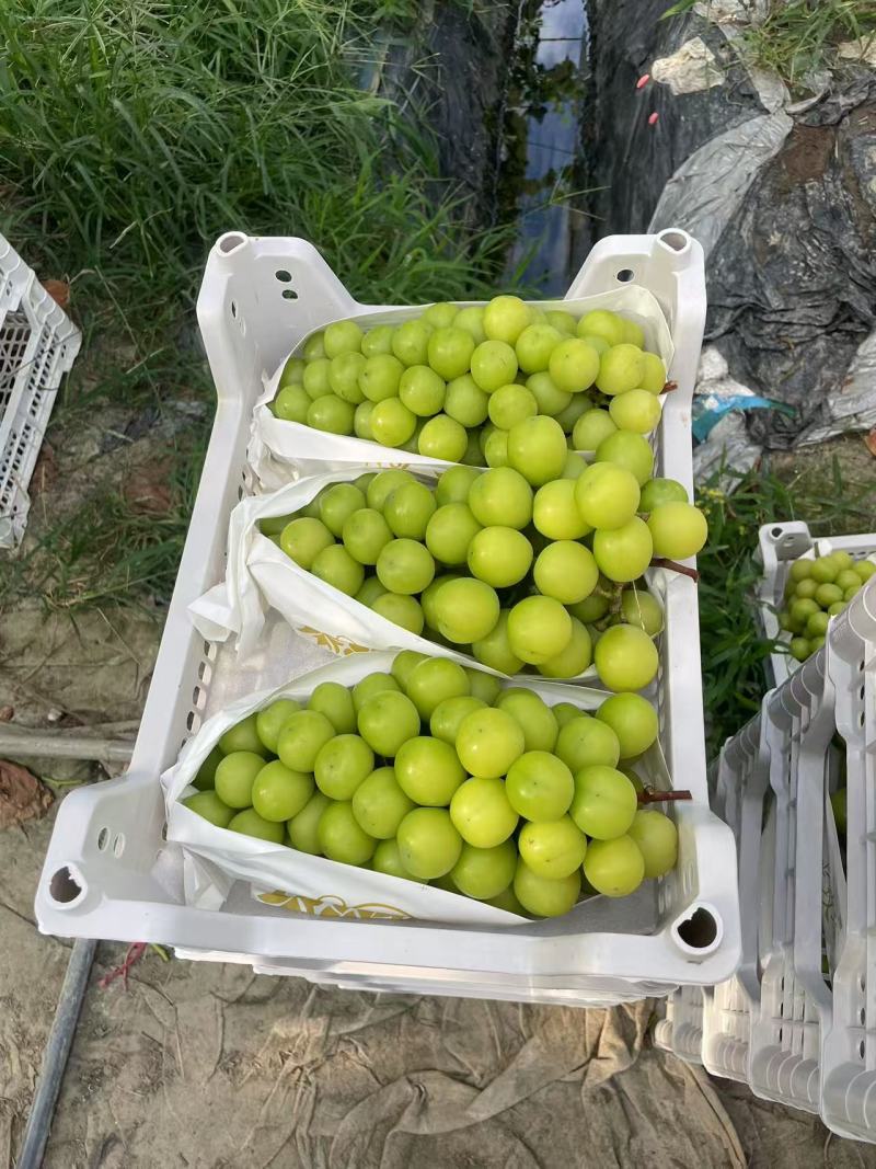 阳光玫瑰葡萄推荐嘉兴海盐县葡萄果园直发团购