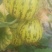 花仙子，花蕾吉糖金兰