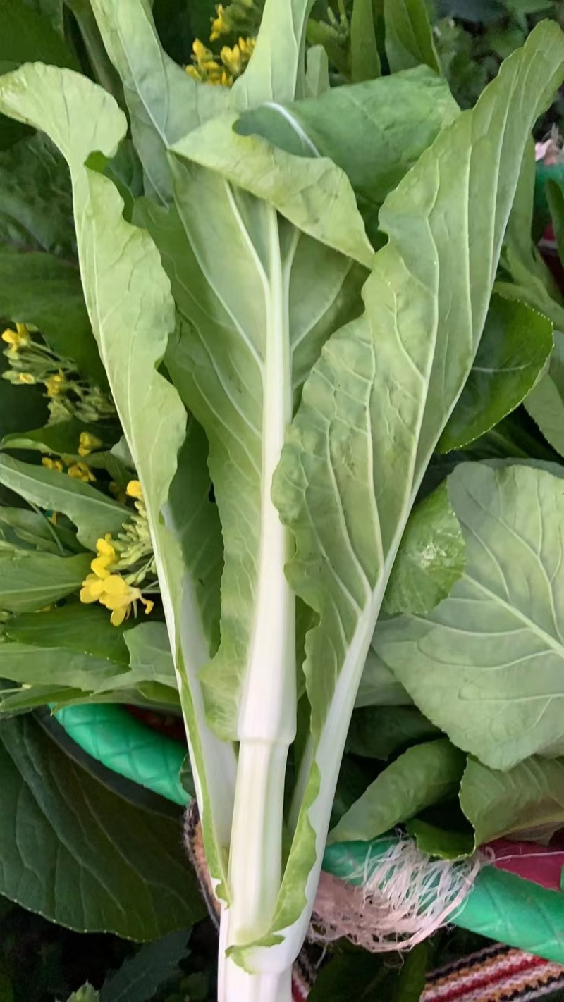 菜苔种子抢早菜苔早熟小叶亮白苔粗侧苔多品质好播期长