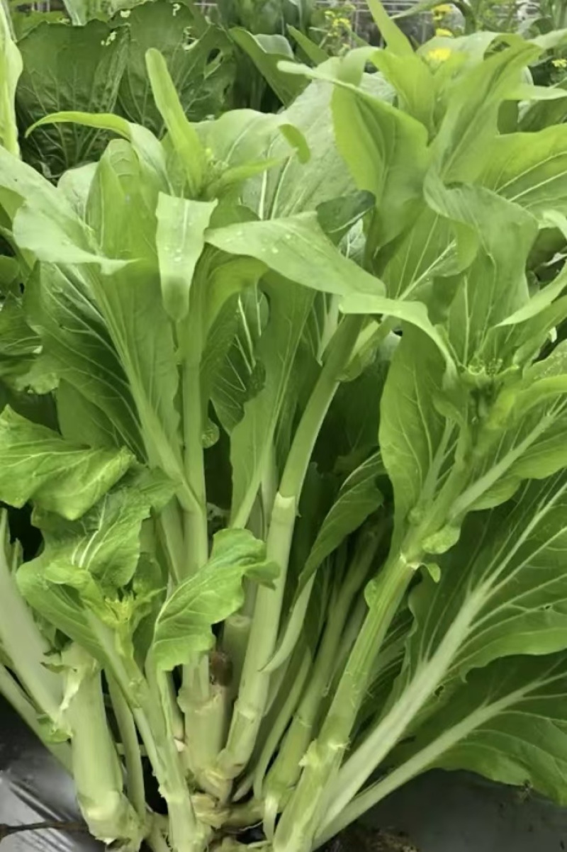 菜苔种子抢早菜苔早熟小叶亮白苔粗侧苔多品质好播期长