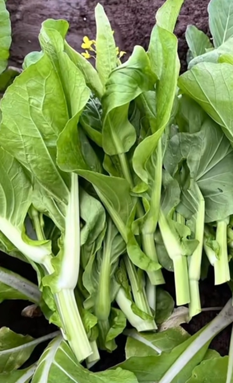 菜苔种子抢早菜苔早熟小叶亮白苔粗侧苔多品质好播期长