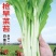 菜苔种子抢早菜苔早熟小叶亮白苔粗侧苔多品质好播期长