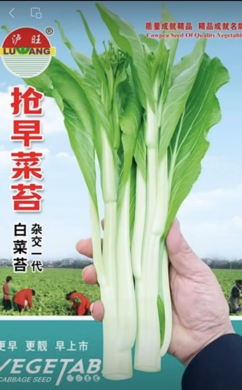 菜苔种子抢早菜苔早熟小叶亮白苔粗侧苔多品质好播期长