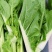 菜苔种子抢早菜苔早熟小叶亮白苔粗侧苔多品质好播期长
