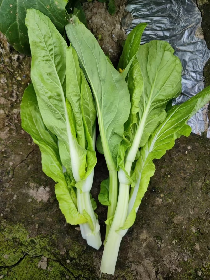 菜苔种子抢早菜苔早熟小叶亮白苔粗侧苔多品质好播期长
