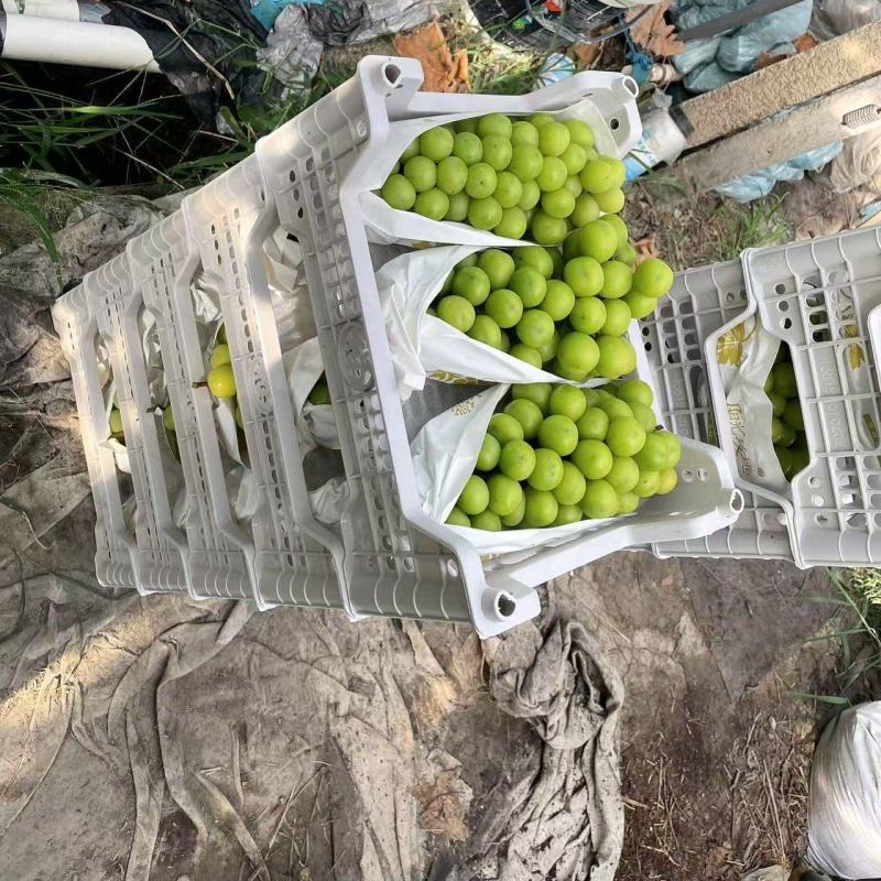 阳光玫瑰葡萄推荐嘉兴海盐县葡萄果园直发团购