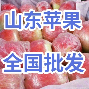 红露苹果嘎啦苹果大量批发货源充足当天采摘单车发货