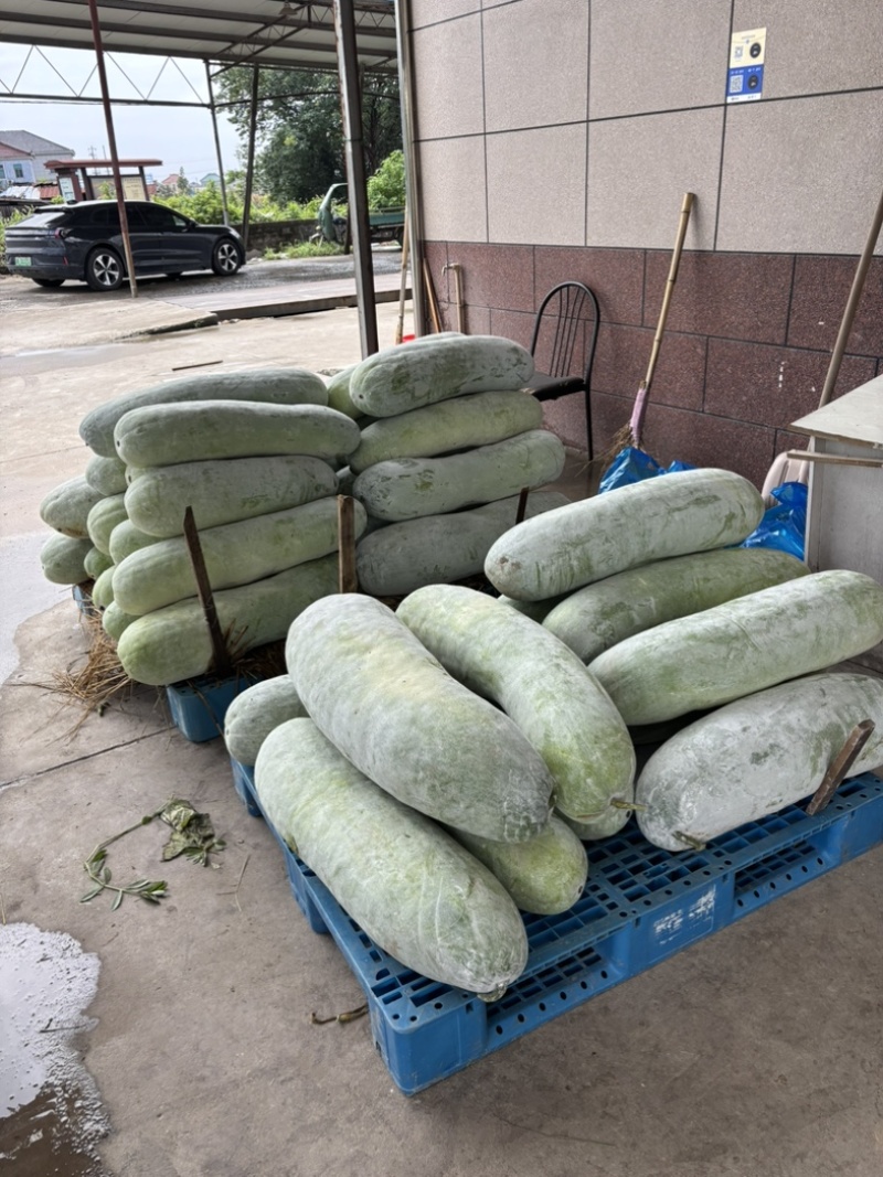 白皮冬瓜四毛一斤