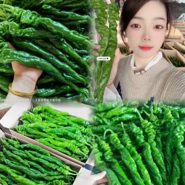 螺丝椒大龙椒薄皮椒线椒尖椒小皱皮