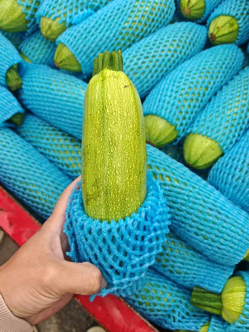 精品西葫芦，品质好，颜色绿，价格便宜，大量有货，