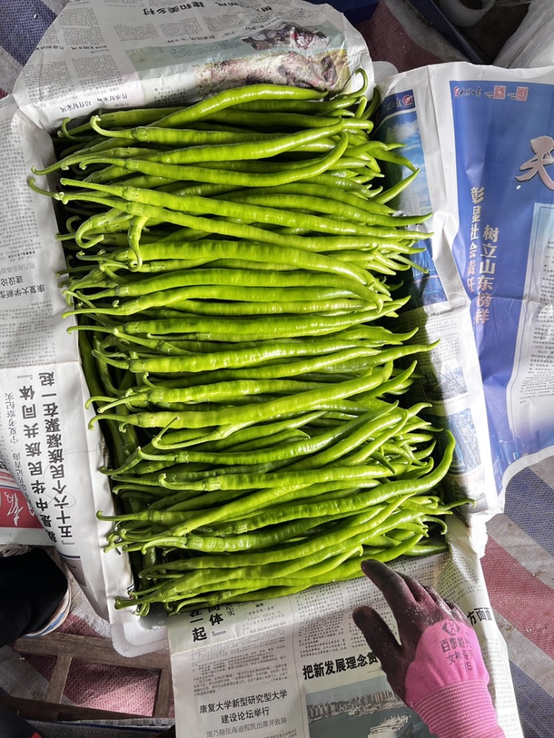 螺丝椒大龙椒薄皮椒线椒尖椒小皱皮