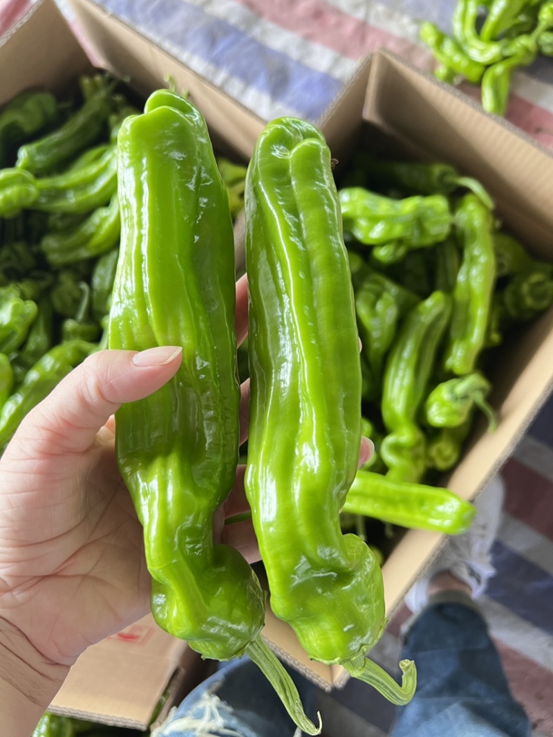 螺丝椒大龙椒薄皮椒线椒尖椒小皱皮
