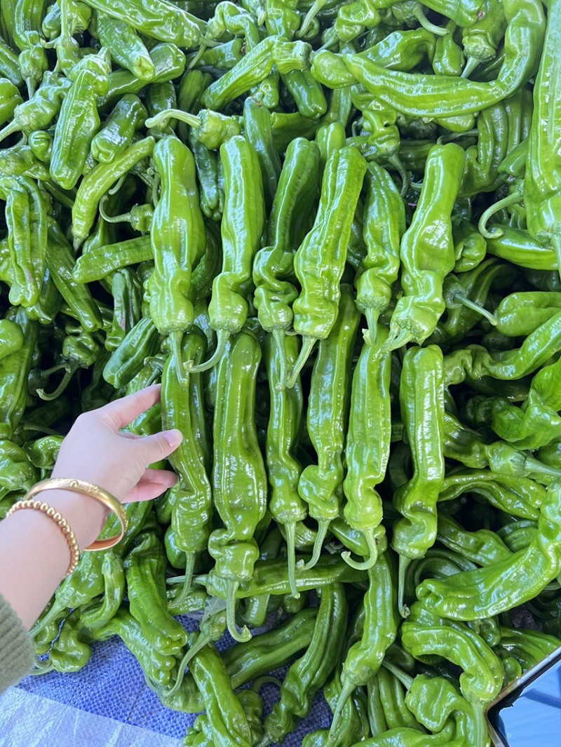 螺丝椒大龙椒薄皮椒线椒尖椒小皱皮