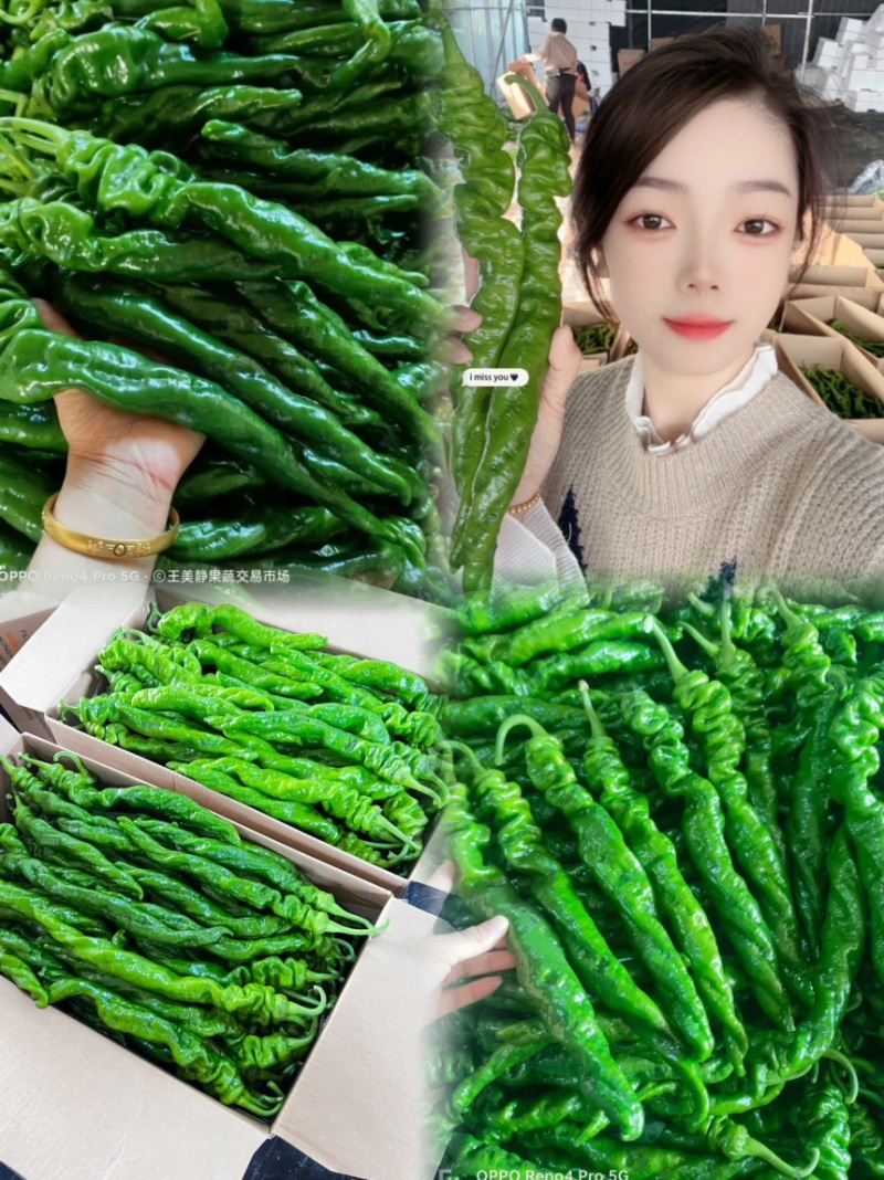 螺丝椒大龙椒薄皮椒线椒尖椒小皱皮