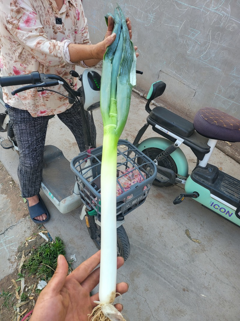 山东铁杆大葱