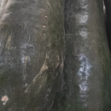 黑皮冬瓜15吨