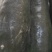 黑皮冬瓜15吨