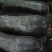 黑皮冬瓜15吨