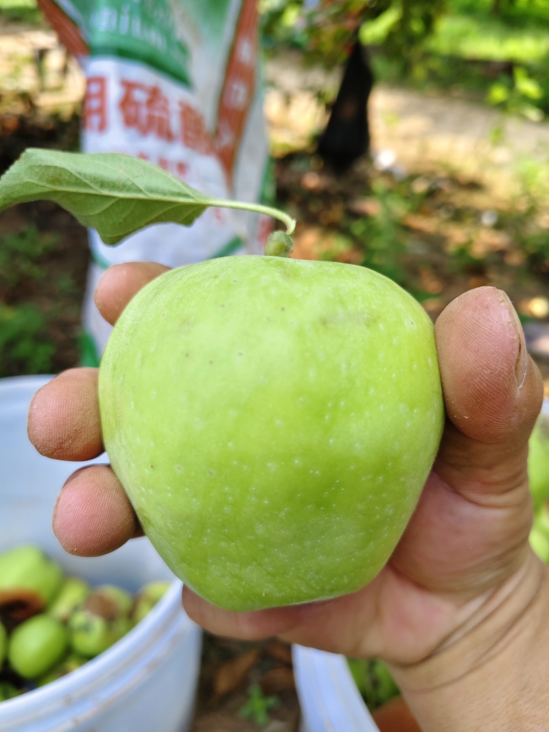 青苹果