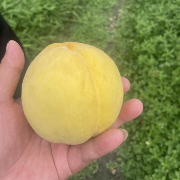 锦绣黄桃