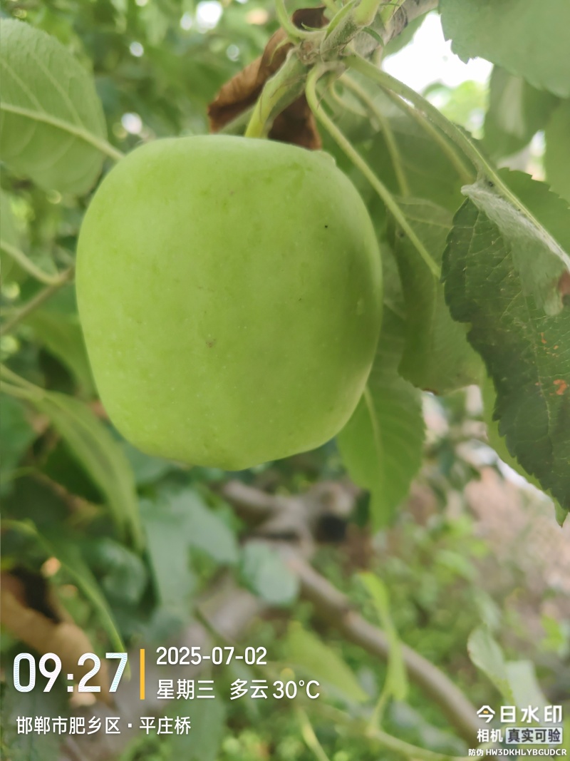 青苹果