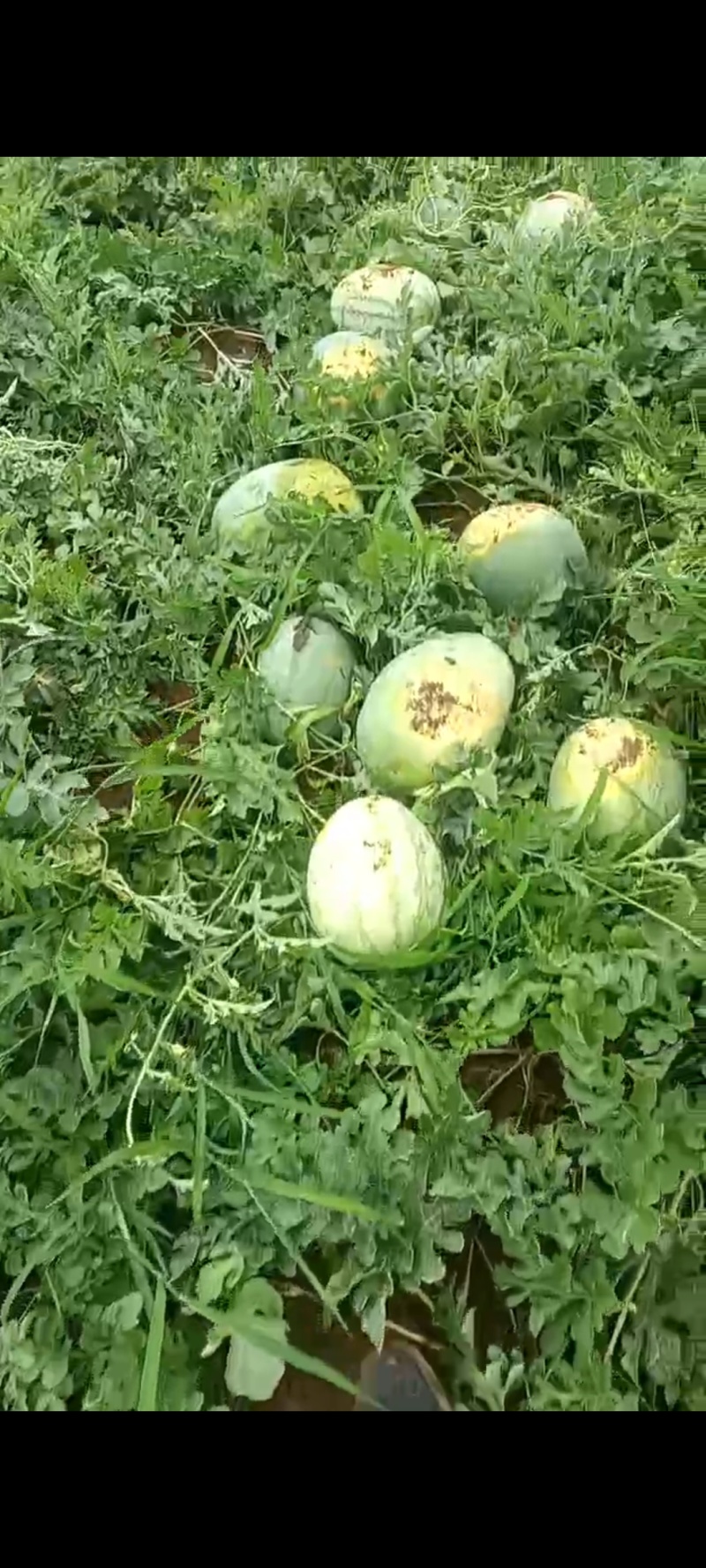 西瓜