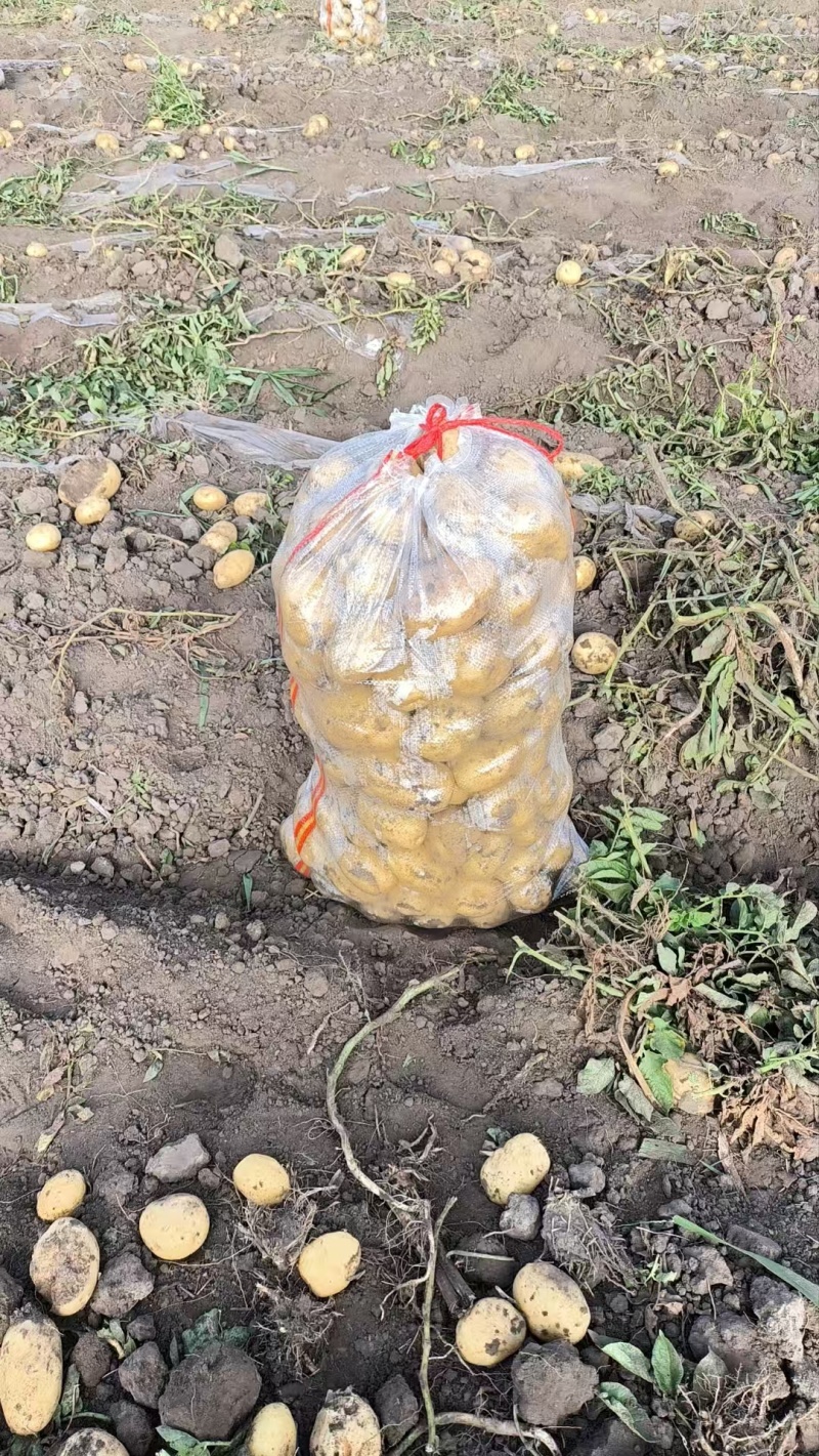 精品土豆大量上市物美价廉欢迎全国客商选购，