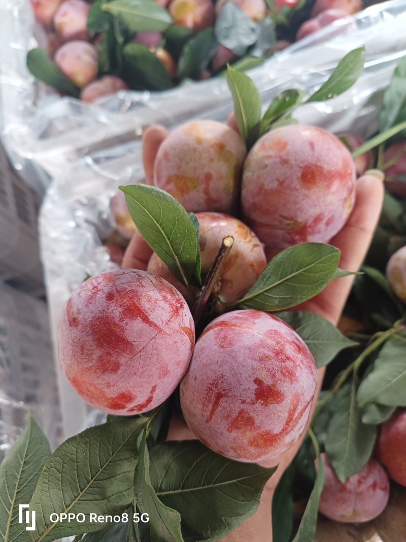 芙蓉李对接市场果，商超，电商果，诚信经营，欢迎咨询