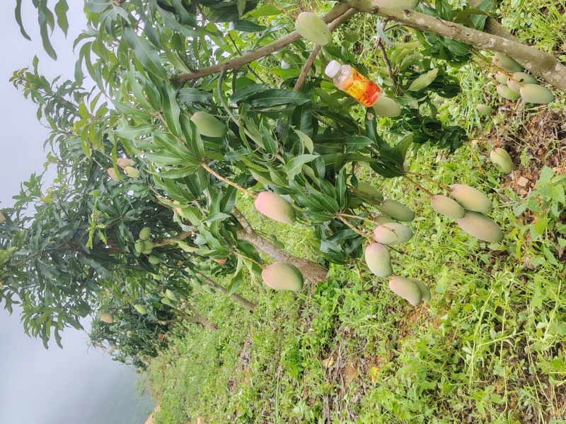 芒果，需要的可以来实地看，非诚勿扰